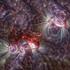 Obrazy slunečních erupcí, které vytvořil Miloslav Druckmüller z dat kosmické sondy Solar Dynamics Observatory užitím jím vyvinutého nového algoritmu PM-NAFE (Planckian Mapping - Noise Adaptive Fuzzy Equalization), který umožňuje vizualizaci obrazů pořízených v daleké ultrafialové části spektra.